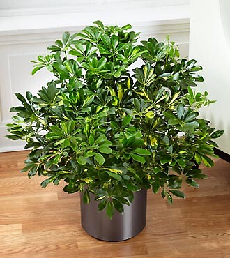 The Schefflera Arboricola